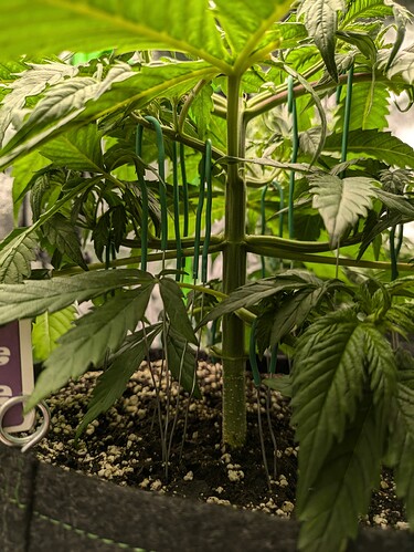 Growreport Bild 27