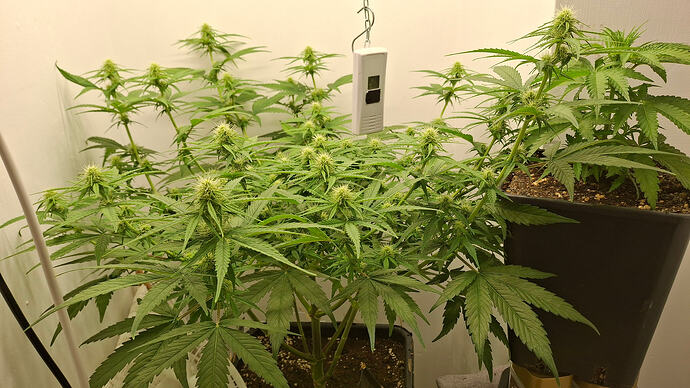 Growreport Bild 247