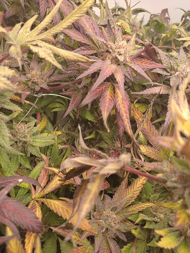 Growreport Bild 60
