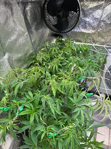 Growreport Bild 42