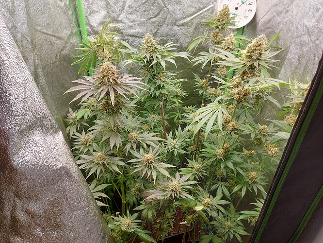 Growreport Bild 5