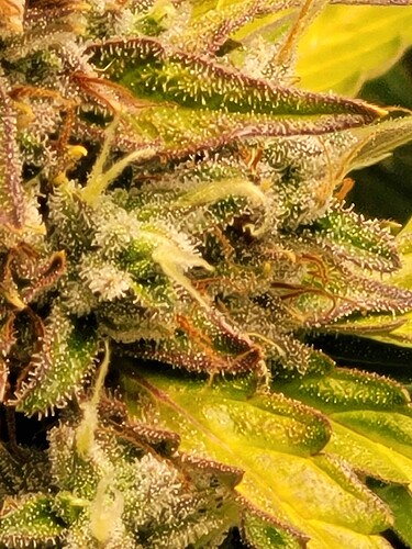 Growreport Bild 6