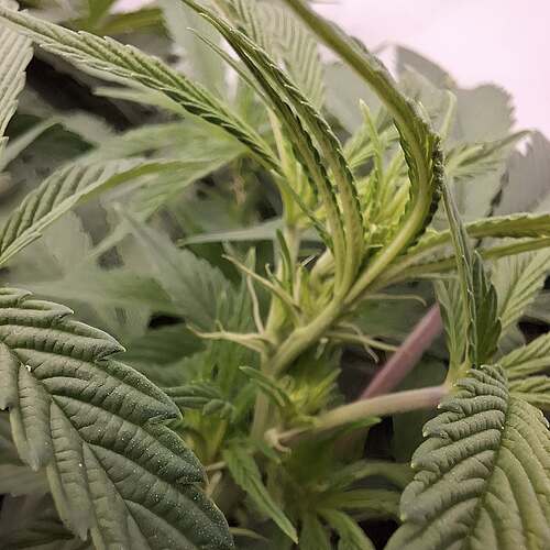 Growreport Bild 8