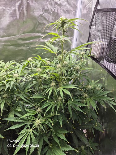 Growreport Bild 3