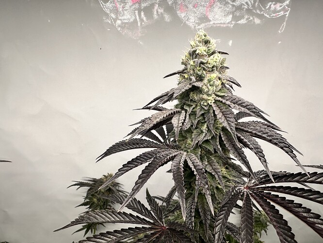 Growreport Bild 18