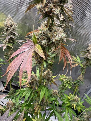 Growreport Bild 33
