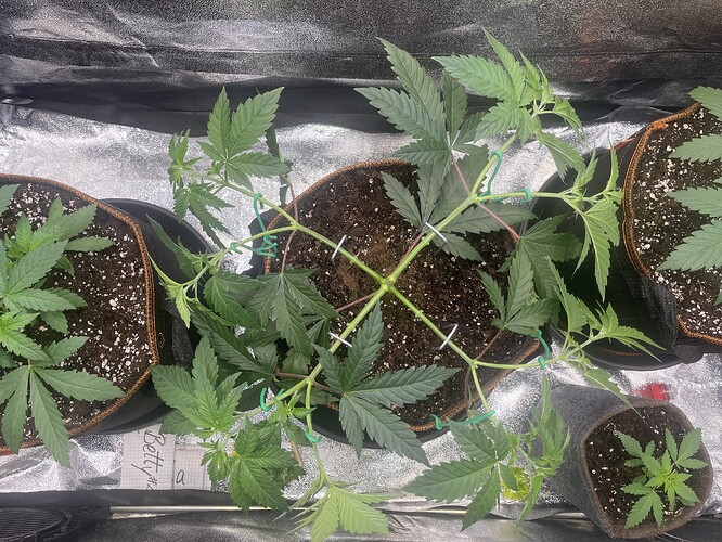 Growreport Bild 23