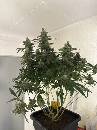 Growreport Bild 12