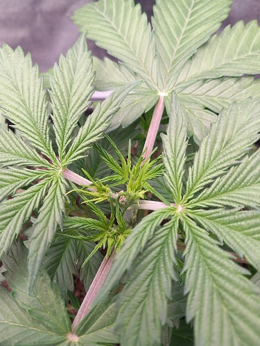 Growreport Bild 7
