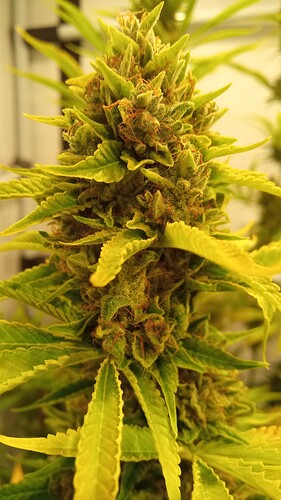 Growreport Bild 3