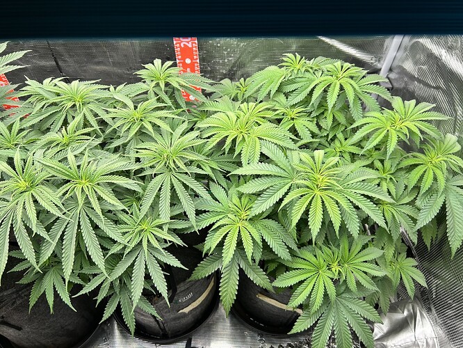 Mehrere Cannabis-Pflanzen in Stofftöpfen in einem Growzelt, die gerade in die Blütephase eingetreten sind.