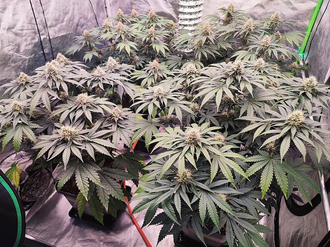 Growreport Bild 18