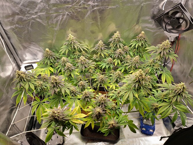Growreport Bild 1