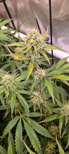 Growreport Bild 32