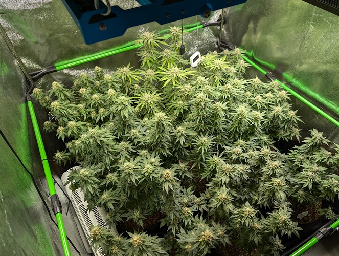 Growreport Bild 2