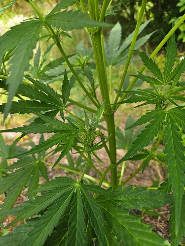 Growreport Bild 1