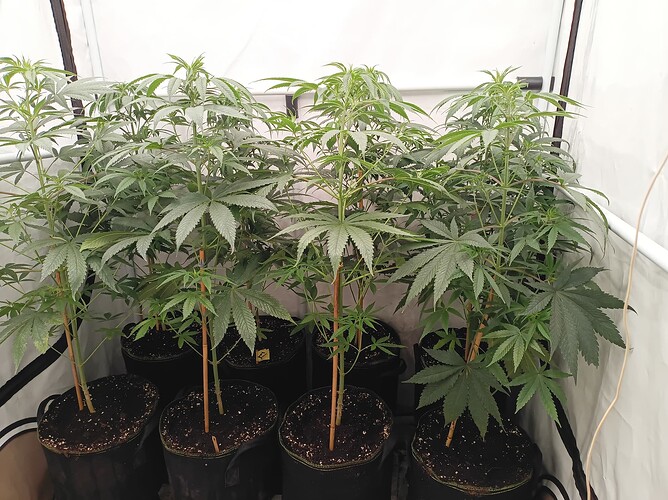 Growreport Bild 2