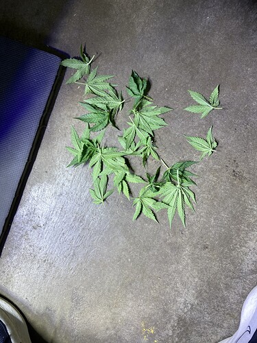 Growreport Bild 75