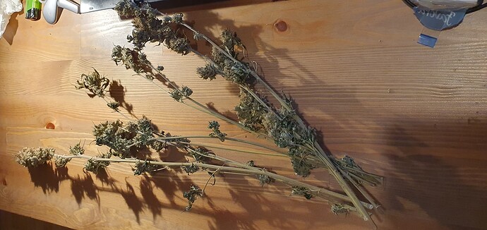 Growreport Bild 1