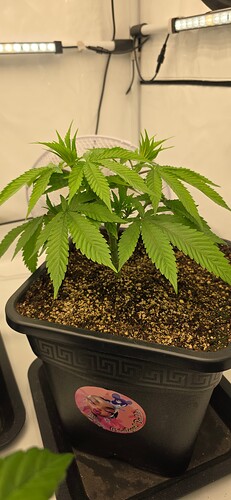 Growreport Bild 40