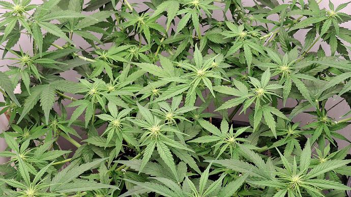 Growreport Bild 220