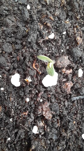 Growreport Bild 6