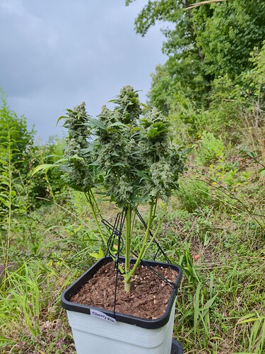 Growreport Bild 1