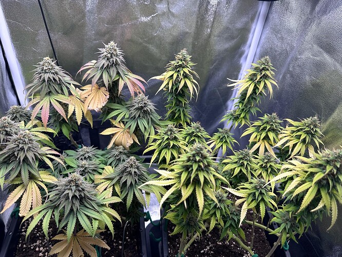 Growreport Bild 31