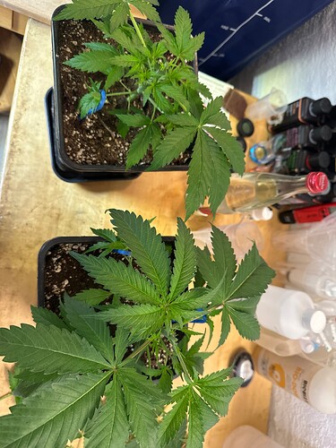 Growreport Bild 100