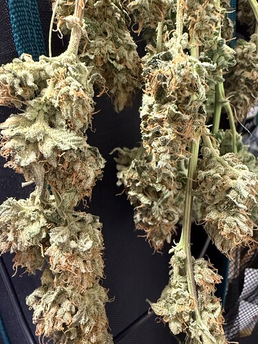 Growreport Bild 4