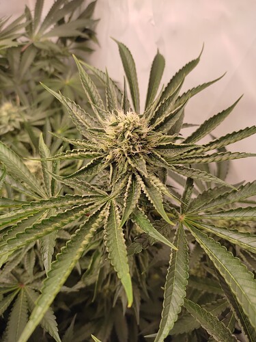 Growreport Bild 7