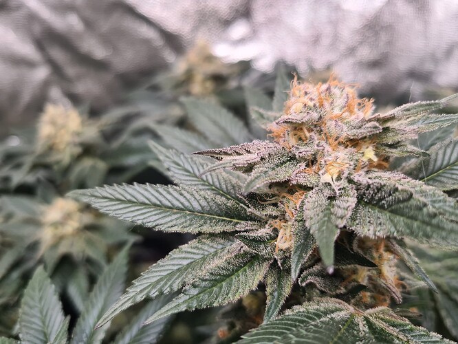 Growreport Bild 4