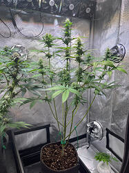 Growreport Bild 7