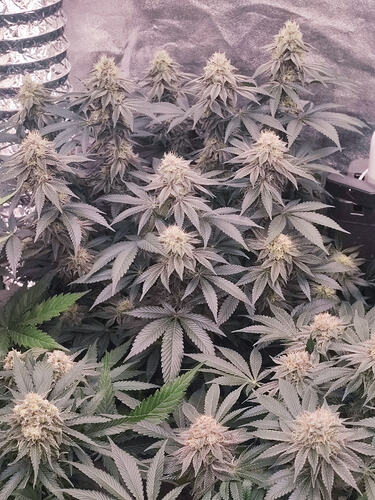Growreport Bild 111
