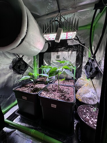 Growreport Bild 8