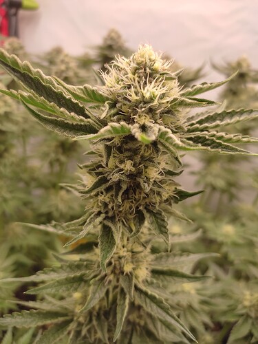 Growreport Bild 28