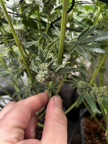Growreport Bild 63