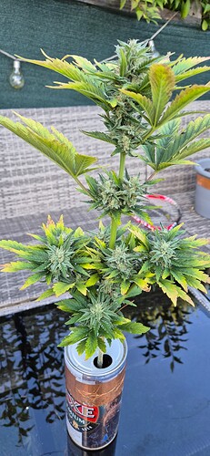 Growreport Bild 4