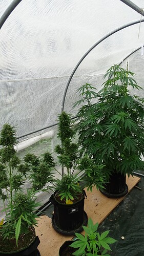 Growreport Bild 3
