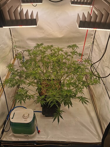 Growreport Bild 3