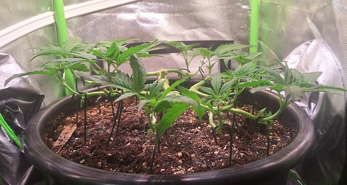 Growreport Bild 5