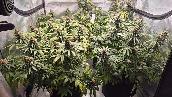 Growreport Bild 2