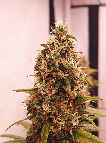 Growreport Bild 19