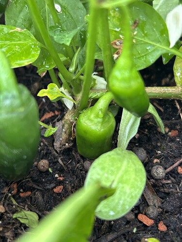 Growreport Bild 51