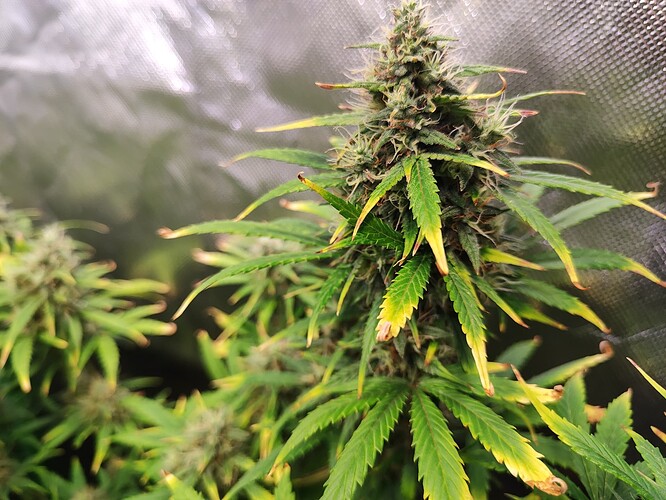 Growreport Bild 6