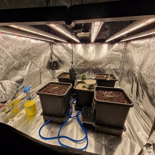 Growreport Bild 1