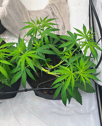 Growreport Bild 6