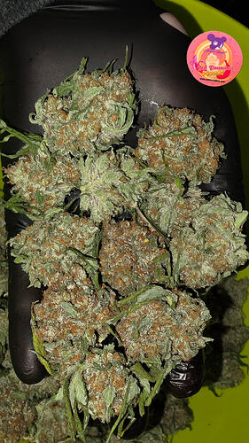 Growreport Bild 80