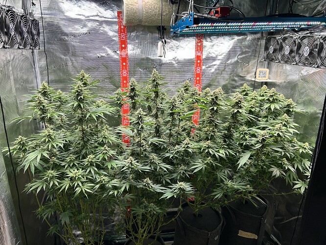 Vier blühende Cannabispflanzen in einem Growzelt mit Spider Farmer LED-Beleuchtung und Messlatten.
