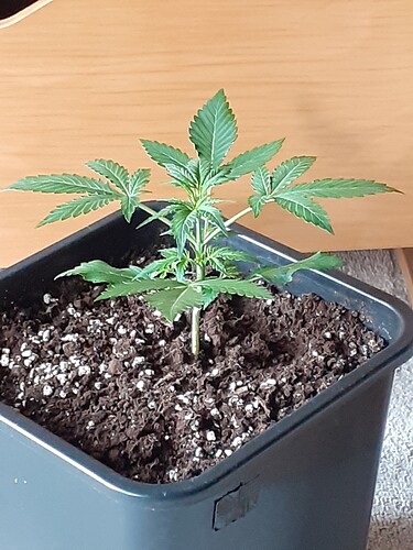 Growreport Bild 100